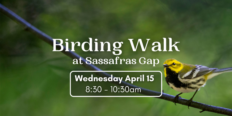 Birding Walk at Sassafras Gap