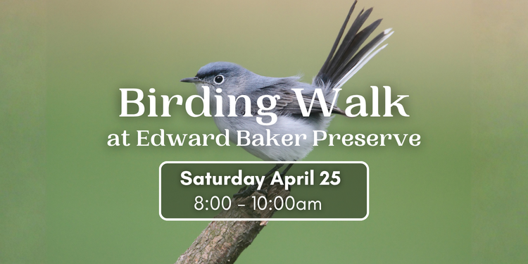 Birding Walk at Edward Baker Preserve
