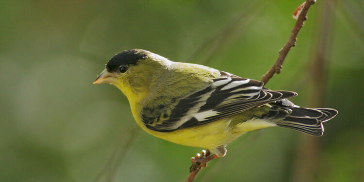 Birdathon 2026: Golden Finches