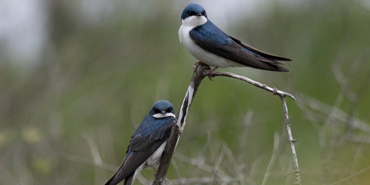 Birdathon Awards Night 2026