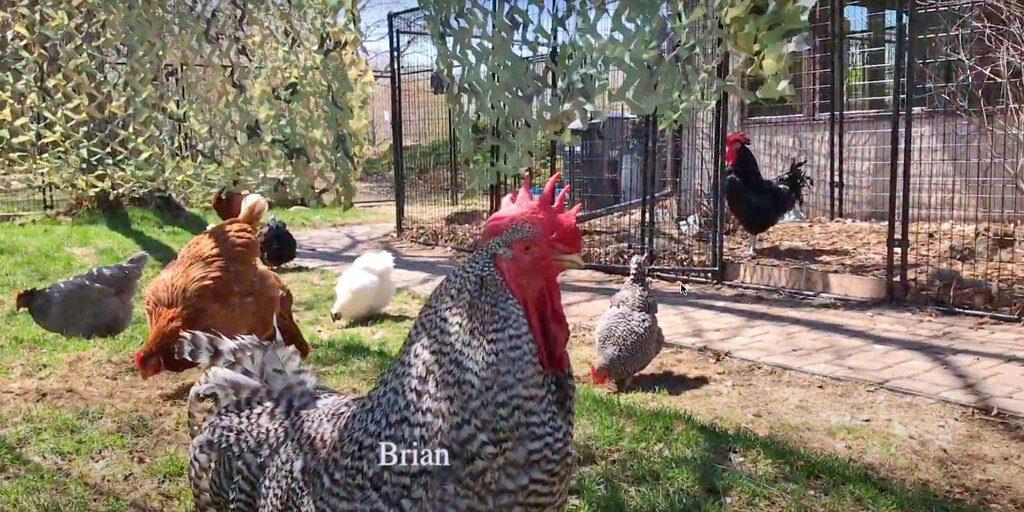 Chicken Run Rescue Workday Banner