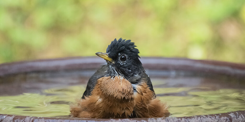 Bird Friendly Cities Workshop Banner