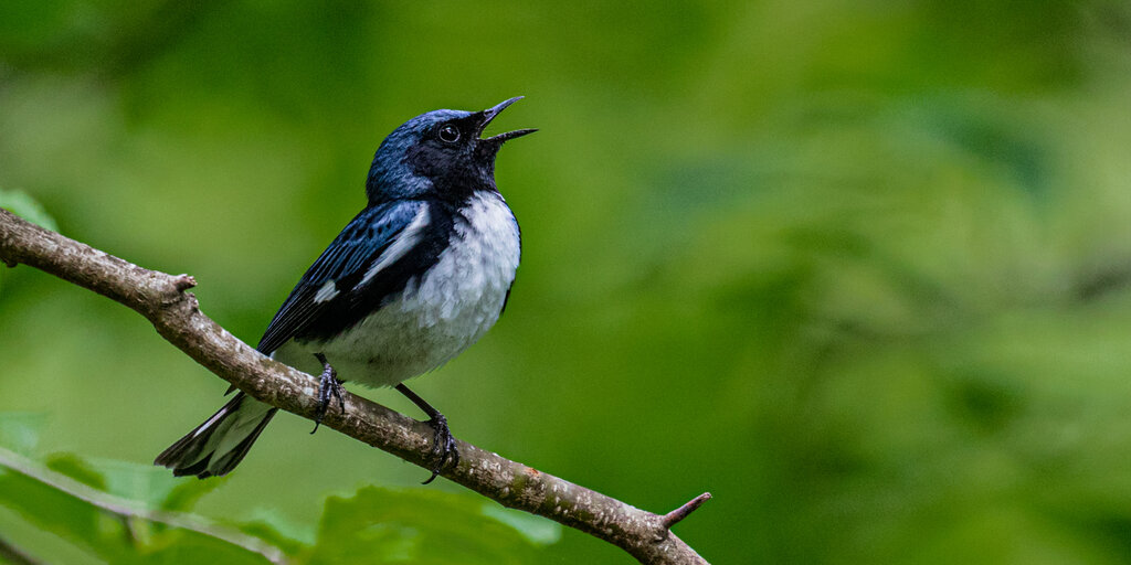 Lonesome Valley with Richard Yow Banner