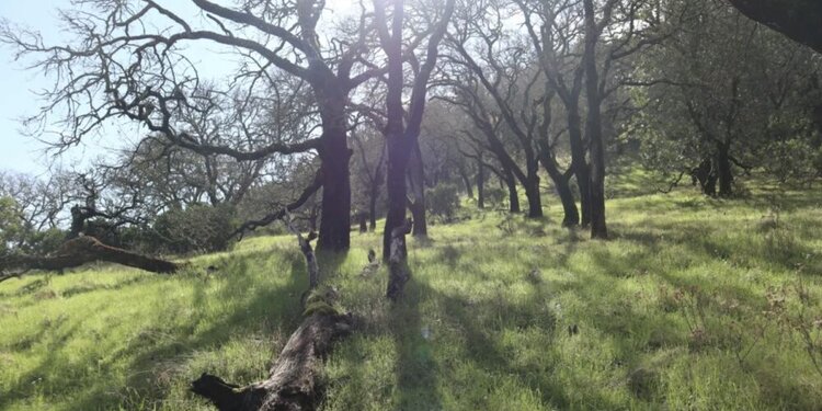Spring Residents at Olompali State Park - Novato