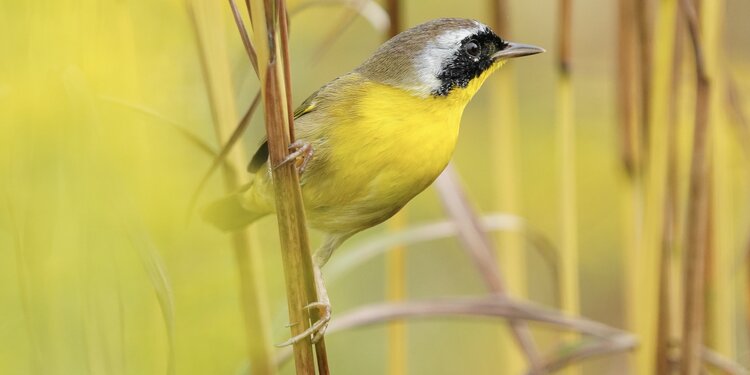 Birding the Wet Meadow at the Hambidge Center, Rabun Gap, GA