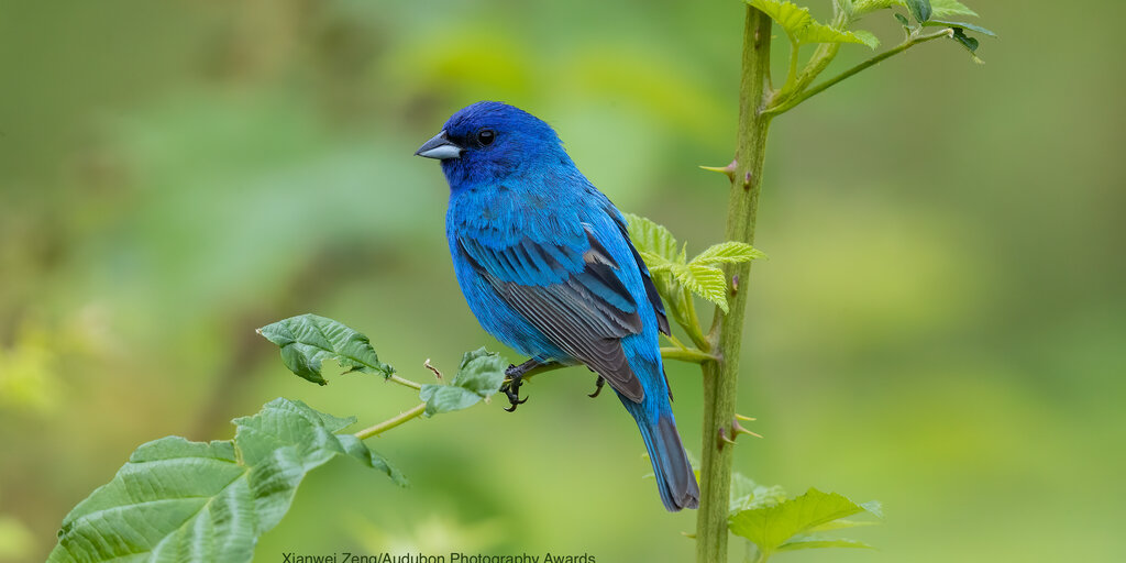 Birding Jones Gap Banner
