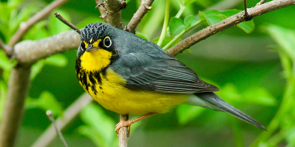 tst/ Birding Jones Gap Banner