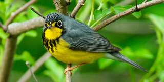 tst/ Birding Jones Gap