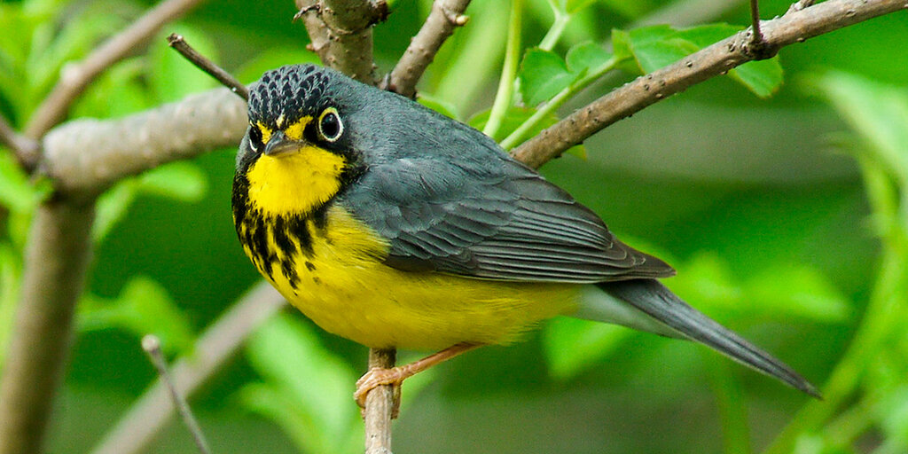Birding Alarka Laurel with Brent Martin Banner