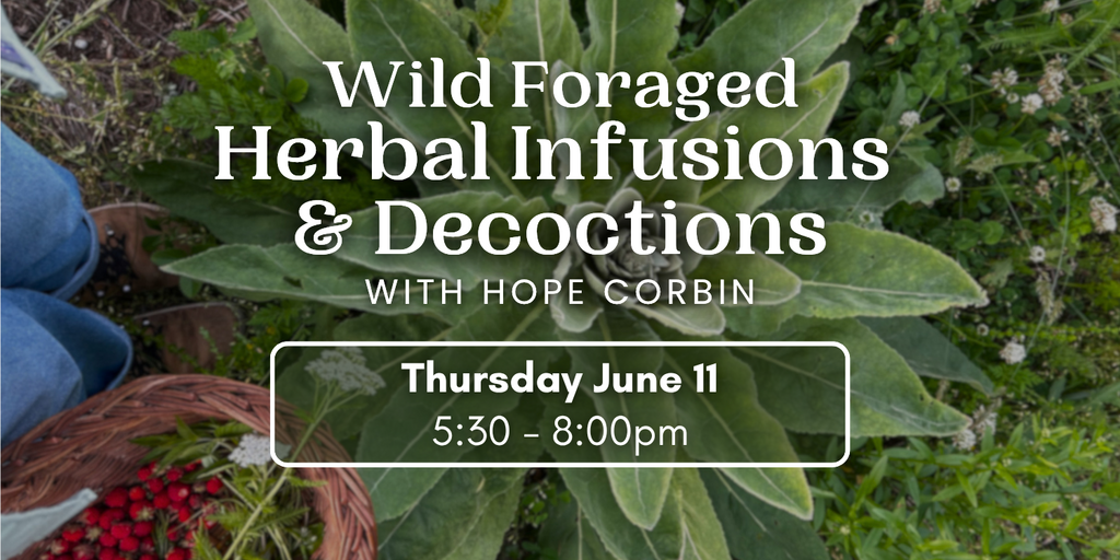Wild Foraged Herbal Infusions & Decoctions Banner
