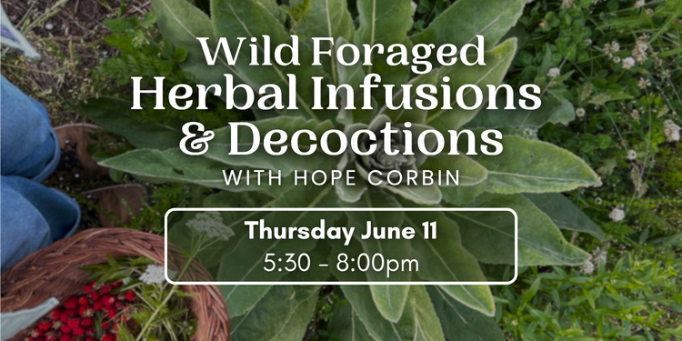 Wild Foraged Herbal Infusions & Decoctions