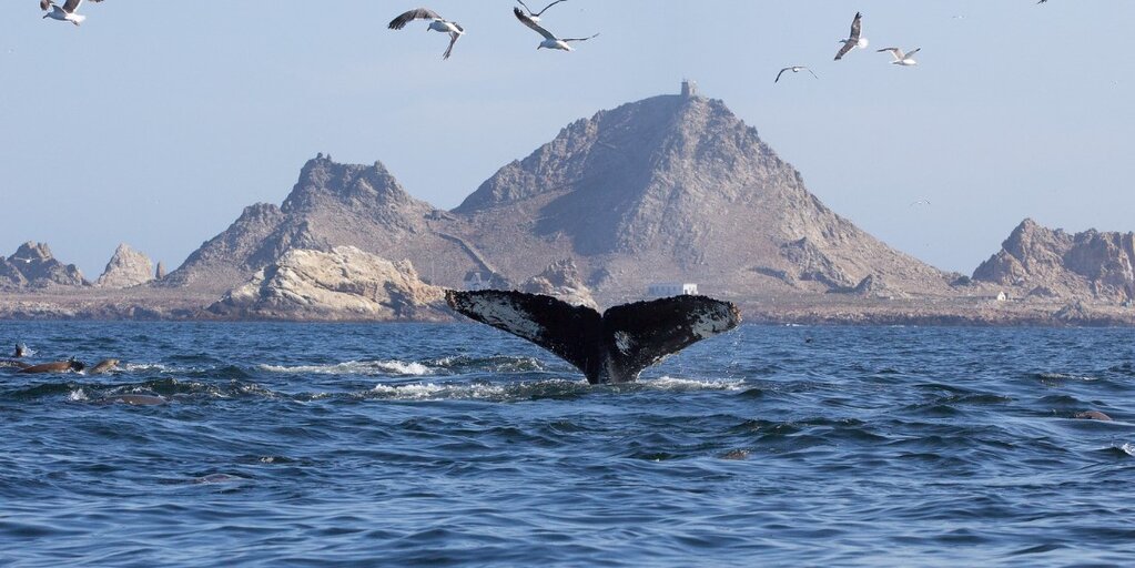 Farallon Islands Boat Trip - From Clipper Yacht Harbor, Sausalito Banner