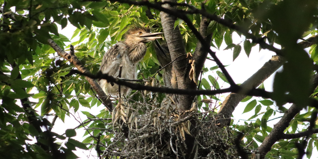 Thames Street Park Heron Rookery and Garden Tour  Banner