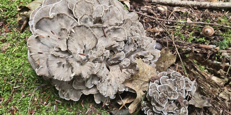 Fall Wild Food Walk 2026