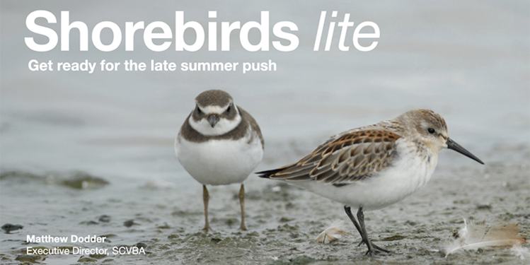 Class: Shorebirds