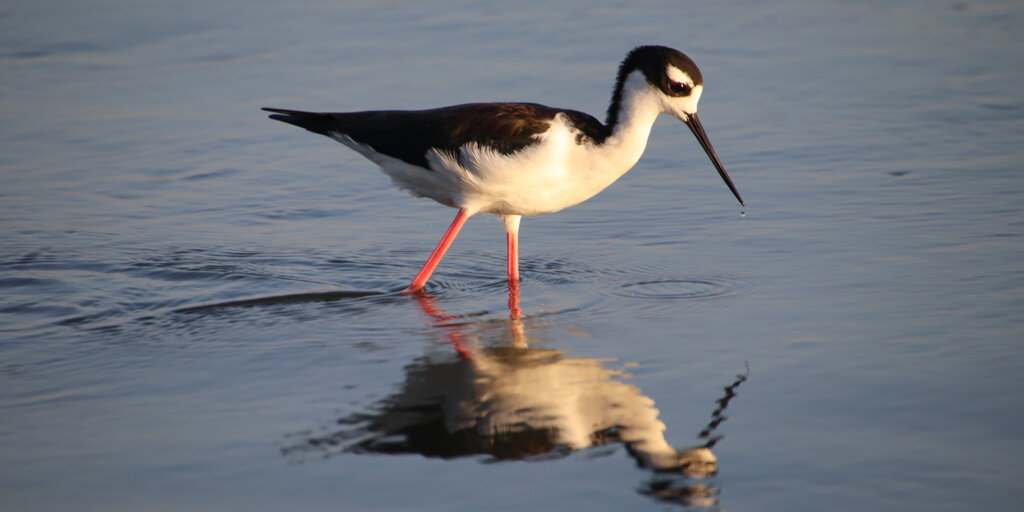 Young Birders Club: Don Edwards National Wildlife Refuge in Alviso Banner