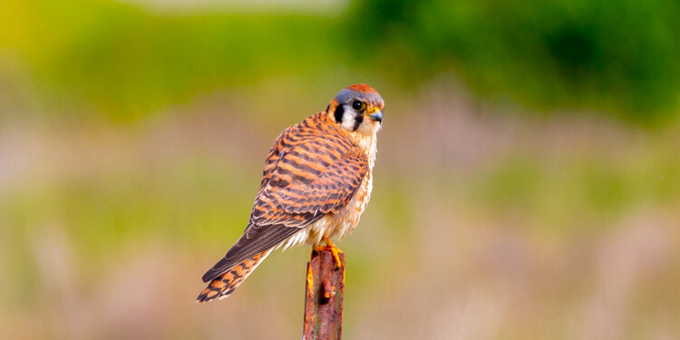 Young Birders Club: Sunnyvale Baylands