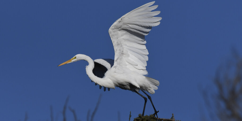 Young Birders Club: Sandy Wool Lake at Ed Levin Banner