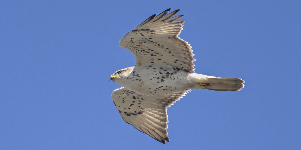 Young Birders Club : Hawkwatch at Hawk Hill Banner