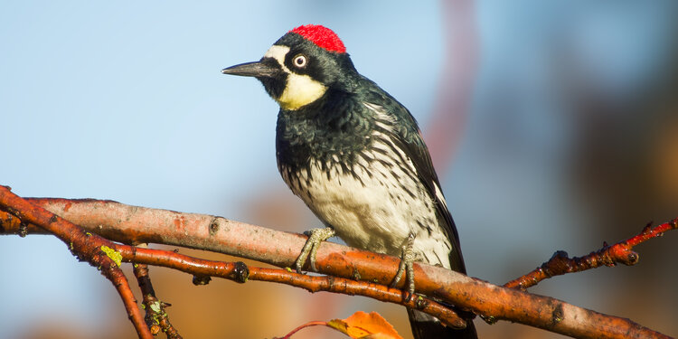 Young Birders Photo Walk At McClellan Ranch