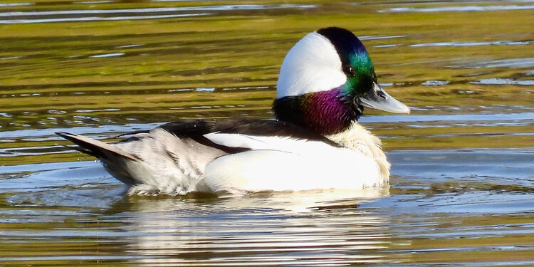 Young Birders Club : Evening Stroll at Oka Ponds 