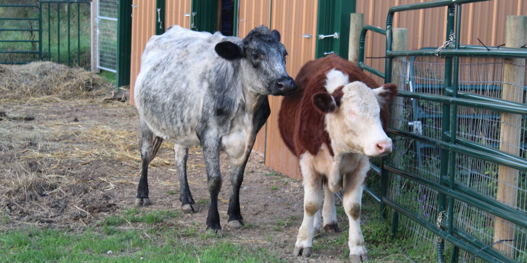 Veg Week Farmaste Animal Sanctuary Workday Banner