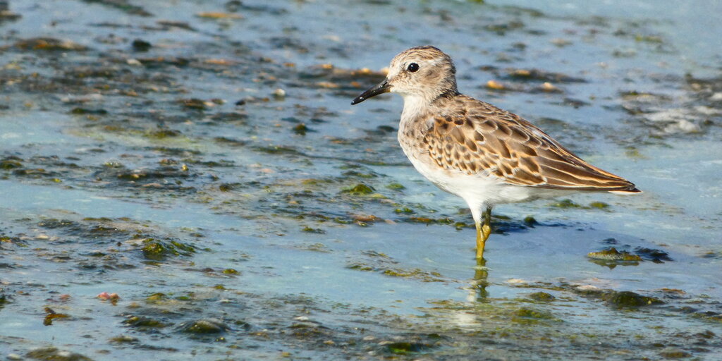 Young Birders Club: Shorebirds and Shovelers at the Palo Alto Baylands Banner