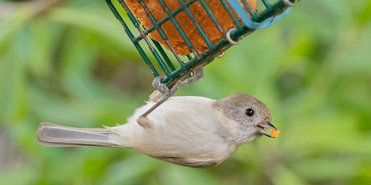 Young Birders Club: Bird Feeder Workshop