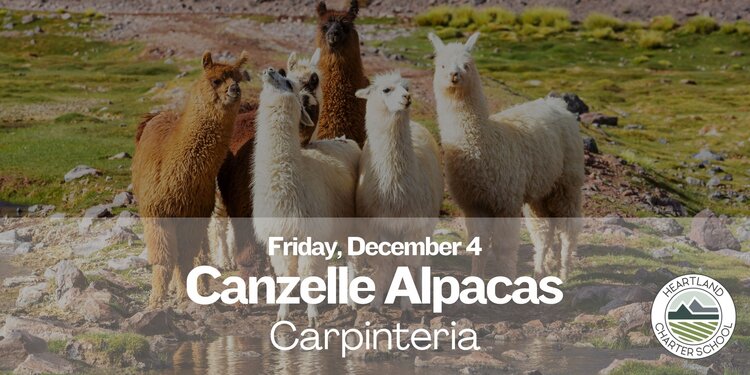 Canzelle Alpacas in Carpinteria- Heartland Charter School