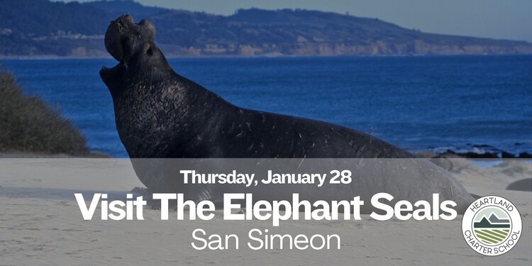Visit The Elephant Seals- Heartland Charter School