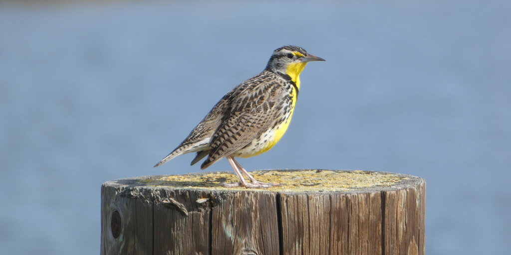 Young Birders Club: Morning Walk at Byxbee Park Banner