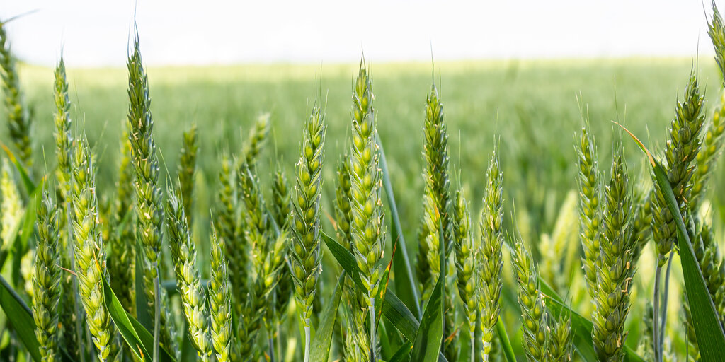 April Sprouting Project Dinner: Grass Banner