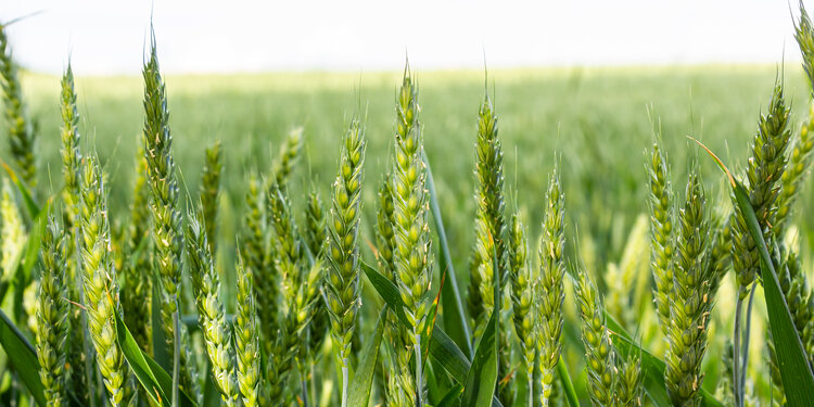 April Sprouting Project Dinner: Grass