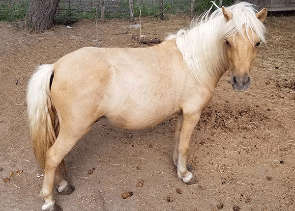 Horse101619