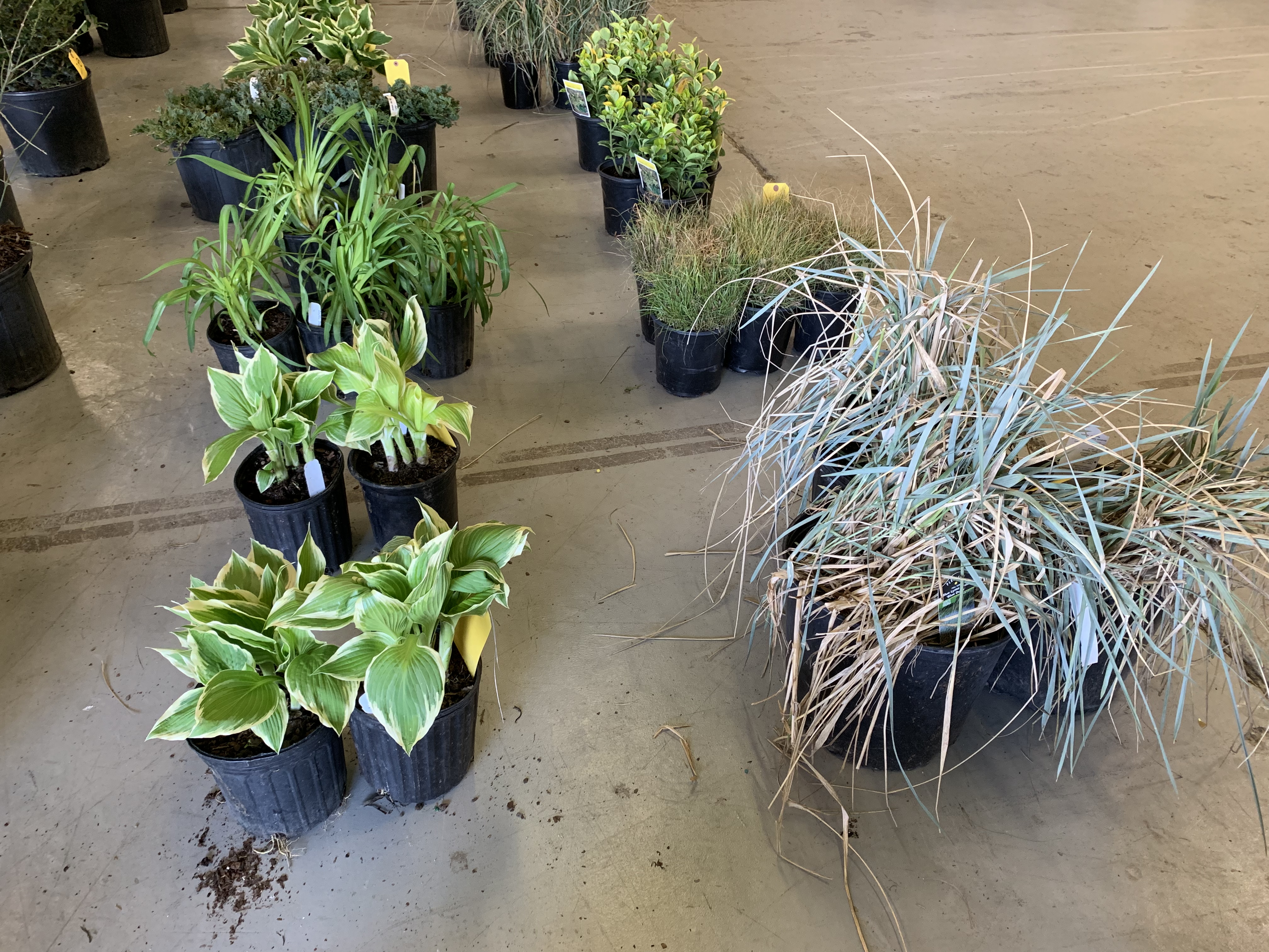 Nursery Flowers, Trees &amp; Shrubs Online Auction in