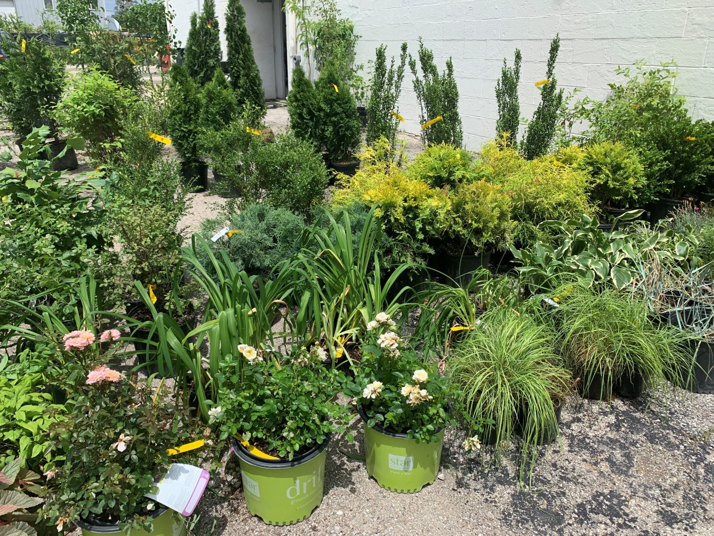 Nursery Flowers, Trees &amp; Shrubs Online Auction in