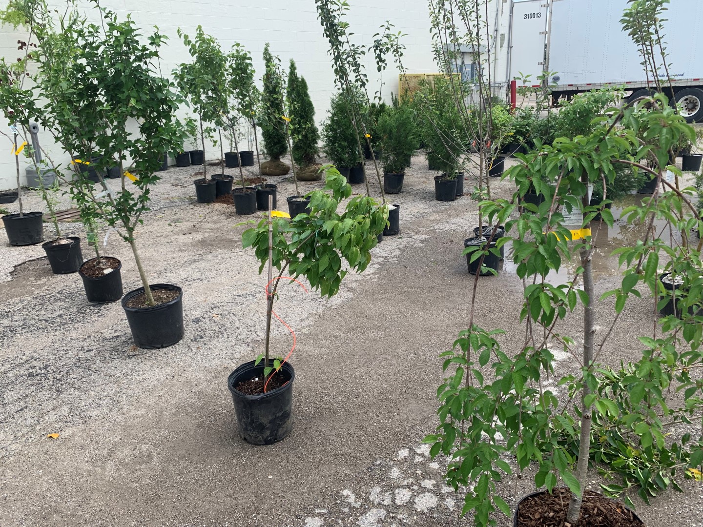 Nursery Flowers, Trees &amp; Shrubs Online Auction in