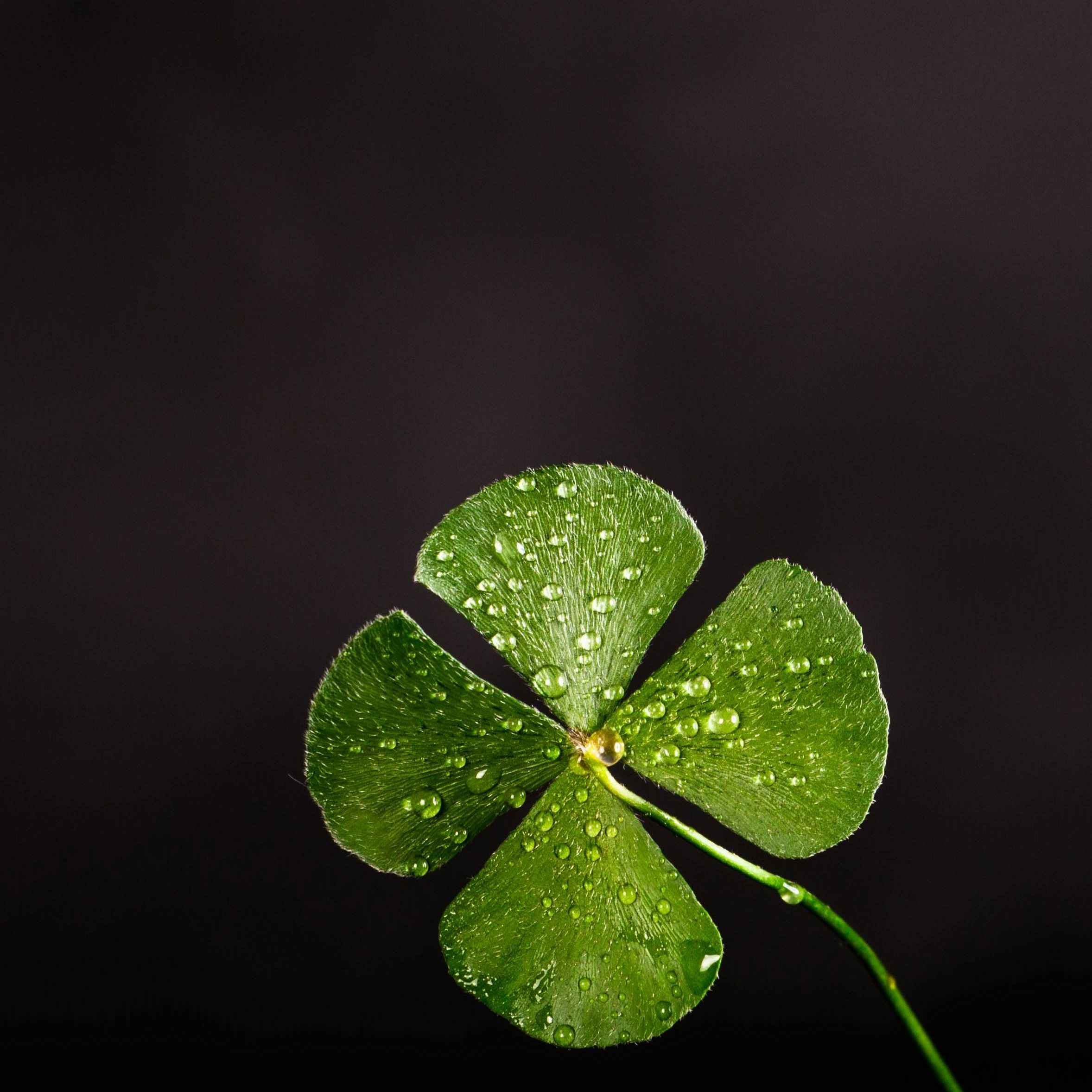 St. Patrick's