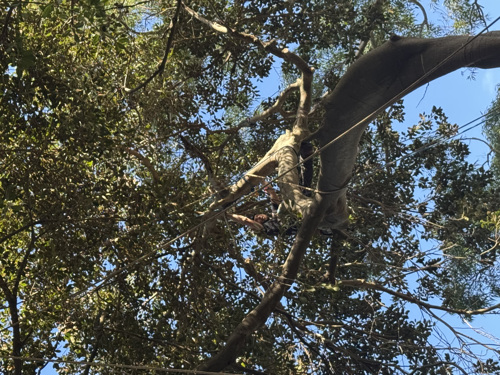 Above All Tree Services