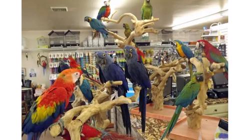 Bird Shop Australia