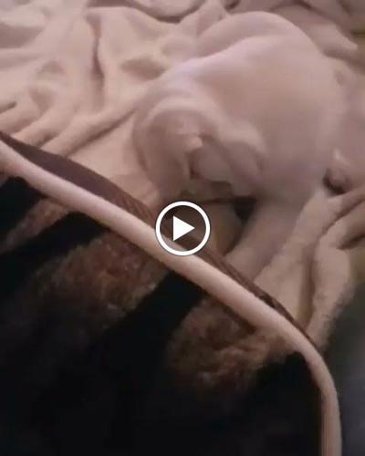 Pure Quality Breeder