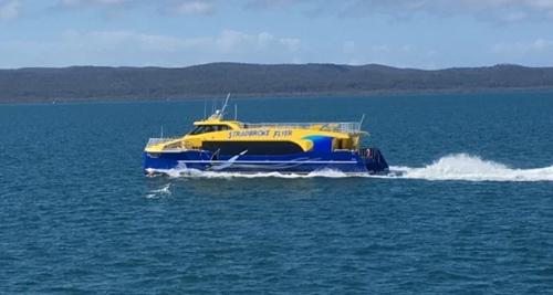Stradbroke Flyer Gold Cats