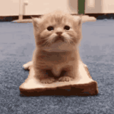 Cat123123