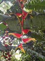 Heliconia