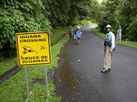 Iguana sign