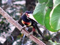 Collared Aracari