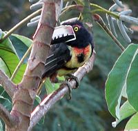 Collared Aracari, again