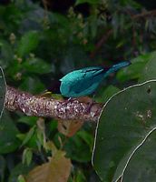 Green Honeycreeper