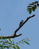 White-necked Puffbird