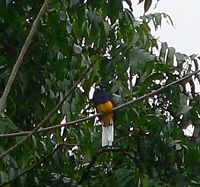 Trogon
